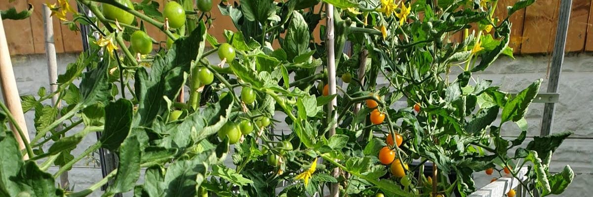 ⓋegLove🍉 banner