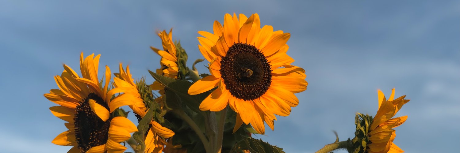 ucamalia's profile banner image