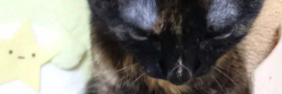 tomenacs's profile banner image