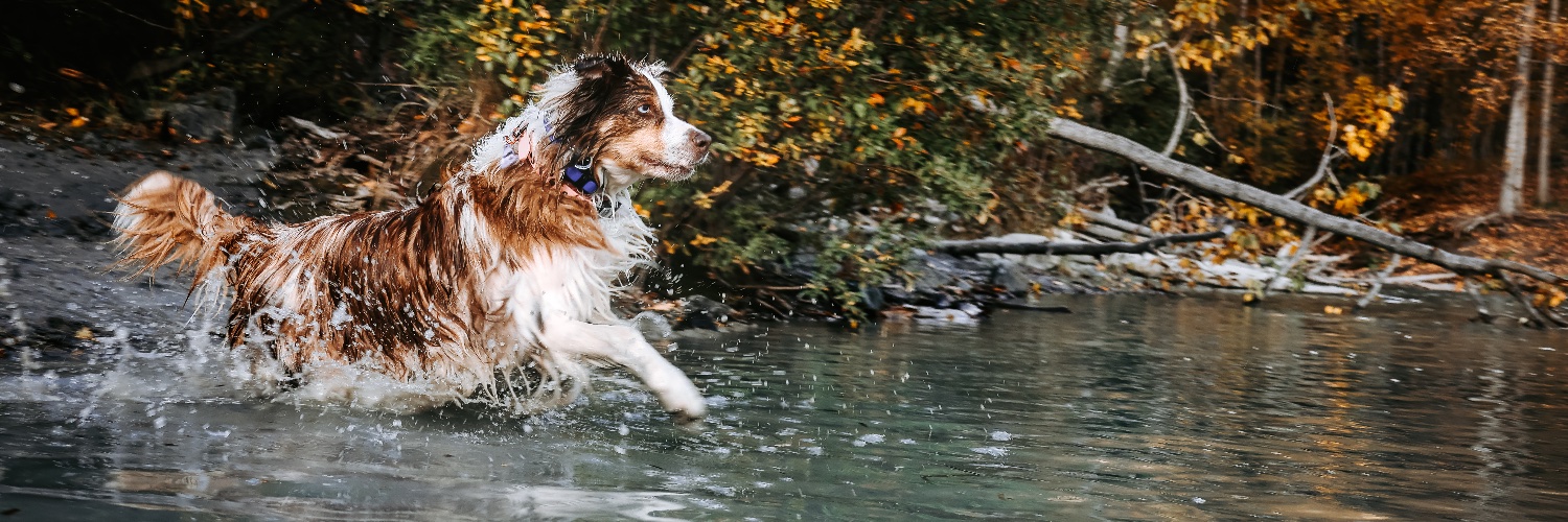 Chinook and Emily banner