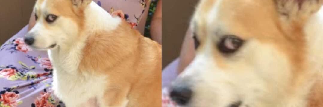 🐈 banner