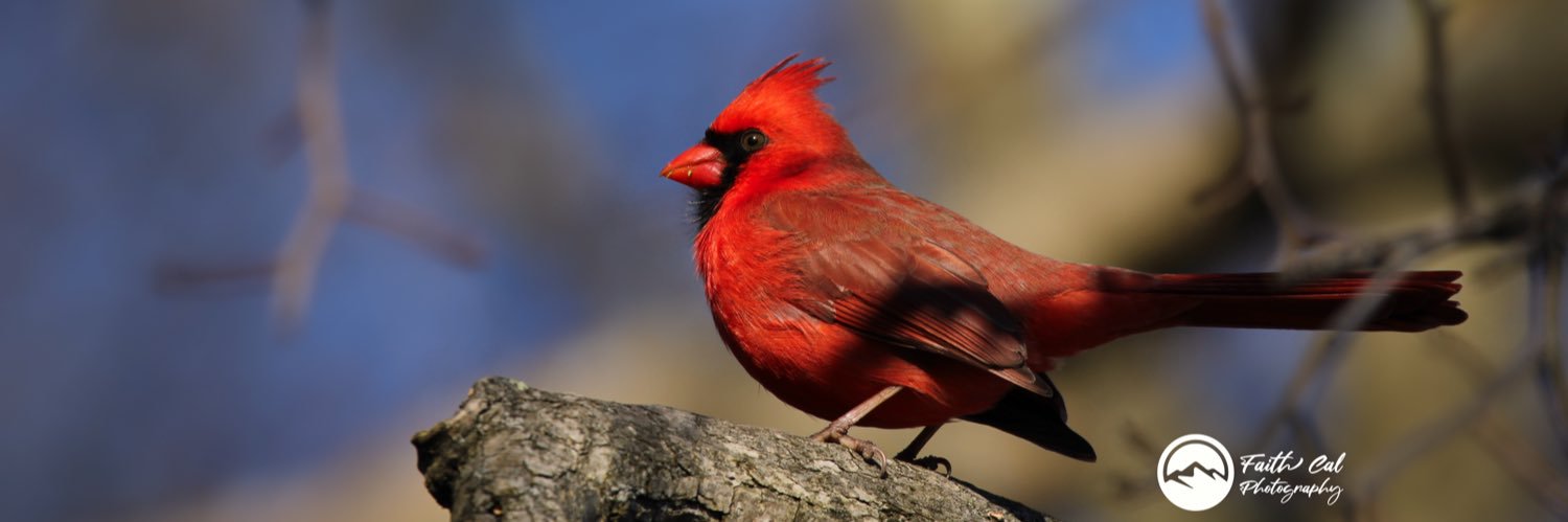 thebirdnerd7's profile banner image