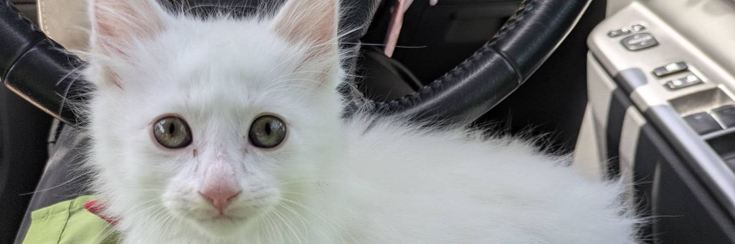 マナリューーー banner