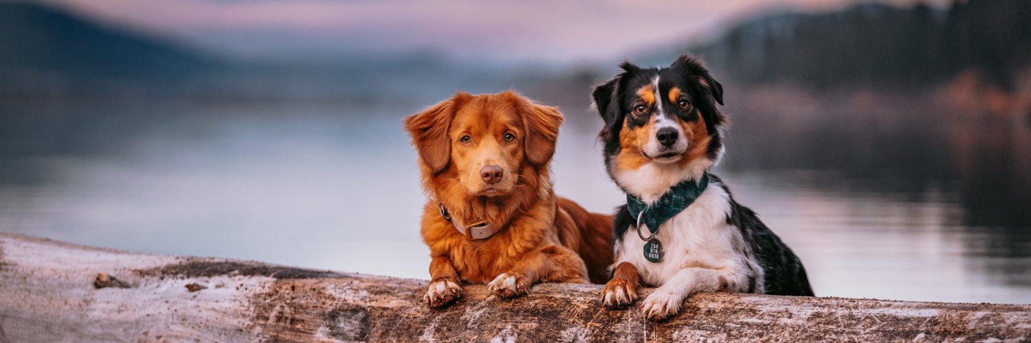 Tia, Juniper, and Tadpole 🙋🏼‍♀️🌿🐸 banner