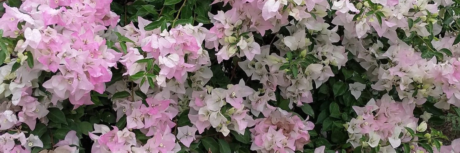 AiraMartinez's profile banner image