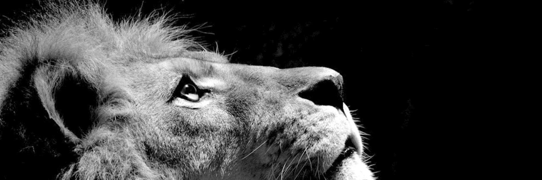 lyonwong's profile banner image