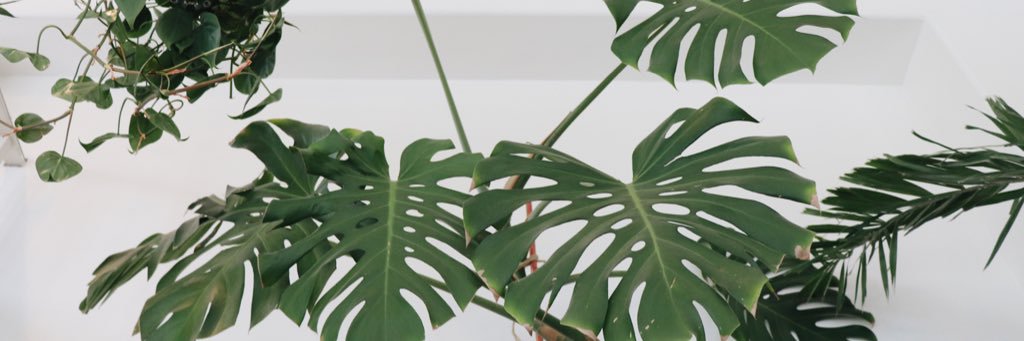 cassidykus's profile banner image