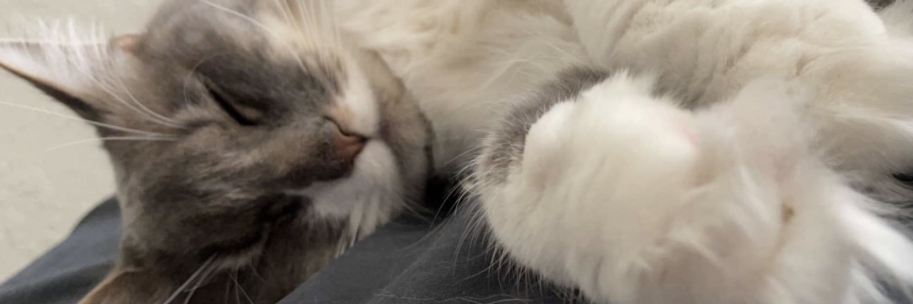 loswylin's profile banner image