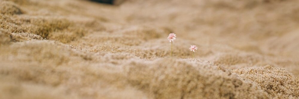 Rémy Charest banner