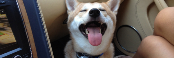 boygenius Profile Banner