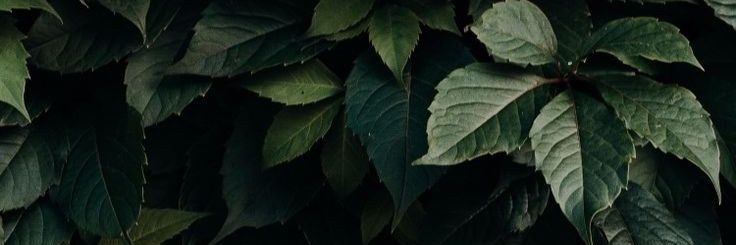 charliharlee's profile banner image