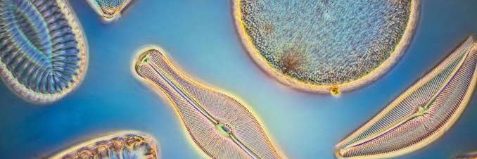 David Moore 🚜🐄🥩🐕 banner