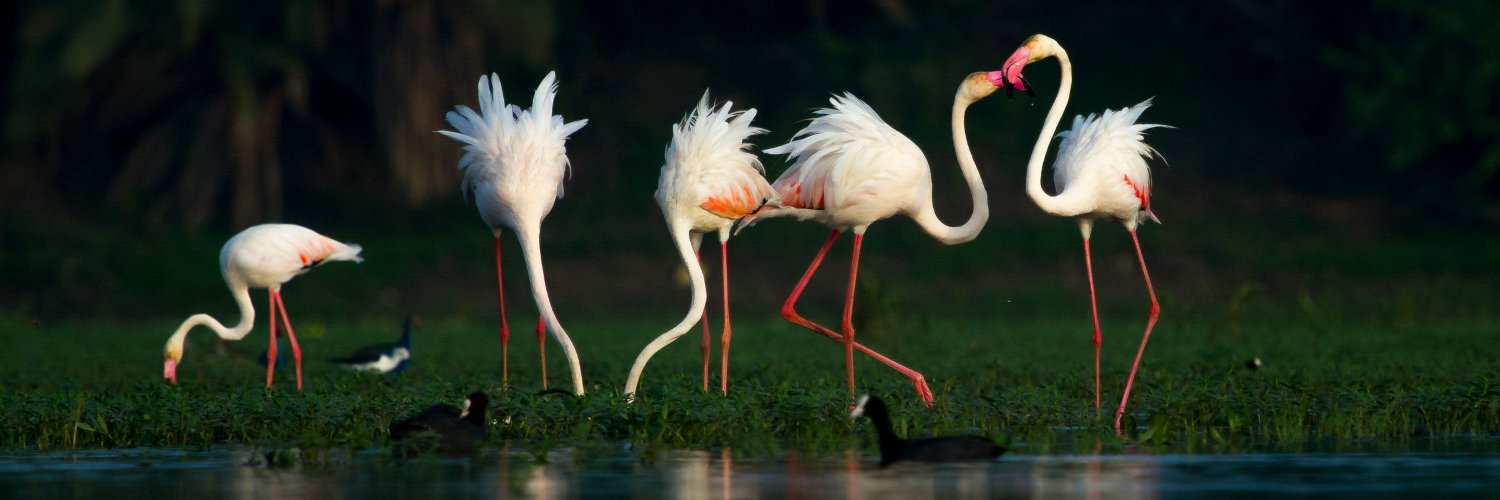 RajStockWatch banner