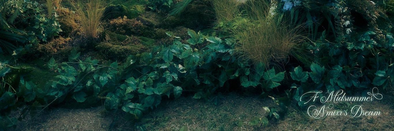 daily’ dhin 🌵 banner