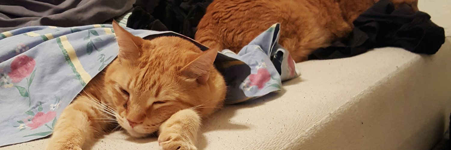Escotty's profile banner image