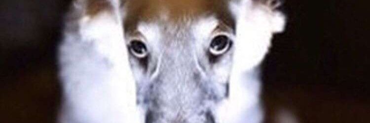 citruslovingsilverback banner