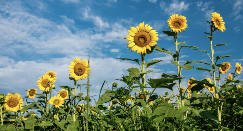 grumpycat🌊TRUMP-IS-A-FASCIST-POS-AND-EFF-U-VANCE banner