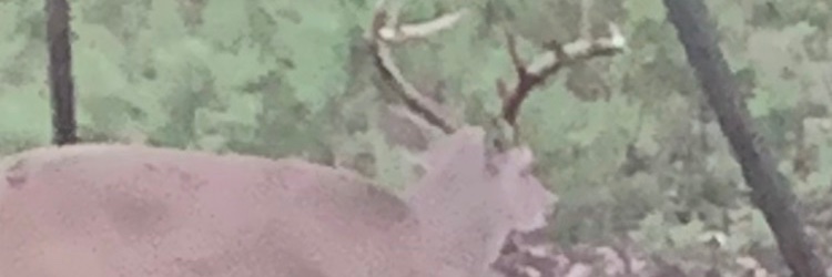 CaptKirkP banner