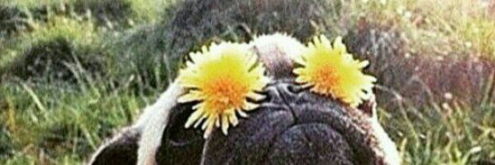 carosj9's profile banner image