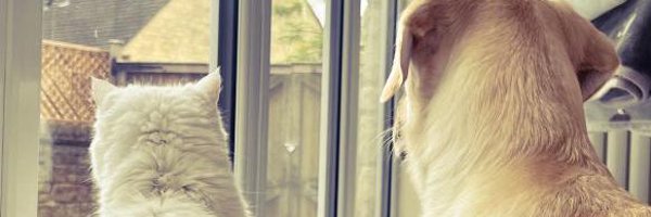 delidavsan1 Profile Banner