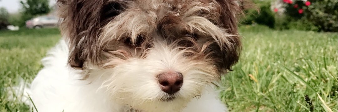 MelodieP's profile banner image