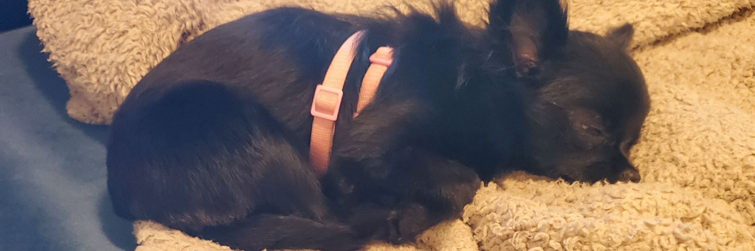PrimmiePuppy's profile banner image