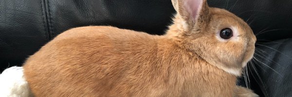 liberalbun Profile Banner