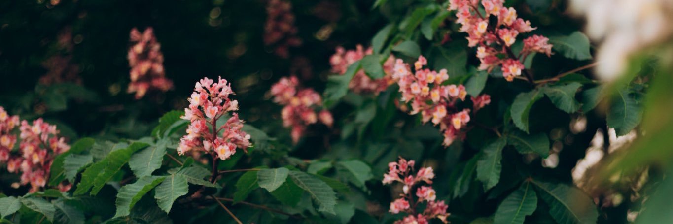 olena_redhead's profile banner image