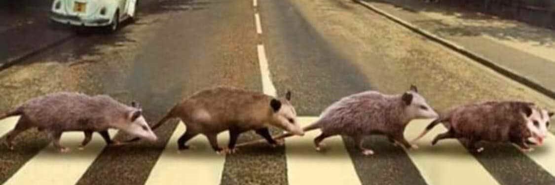 PossumGPT 📎🐀 banner