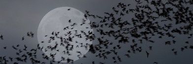 𝓓𝓪𝓶𝓲𝓮𝓷 𝓥𝓪𝓷𝓭𝓮𝓻𝓱𝓸𝓵𝓽 banner