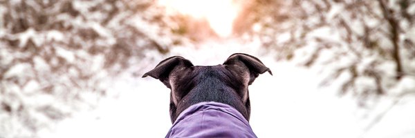 mylittlepibble Profile Banner