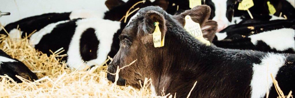 healthycalves's profile banner image