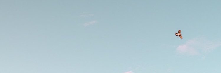 dommoo's profile banner image