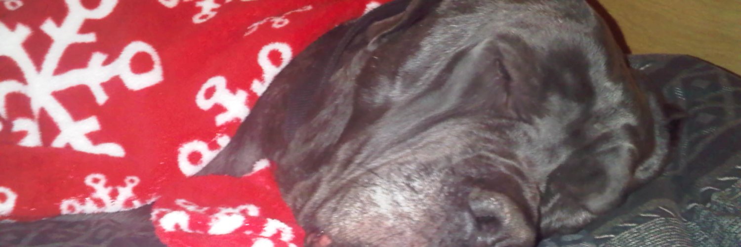 DOGPOOL's banner