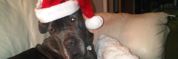 _DOGPOOL_ Profile Banner