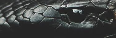Kevin De Niz banner