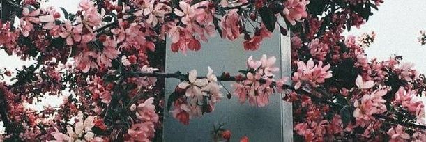 Natalia's banner