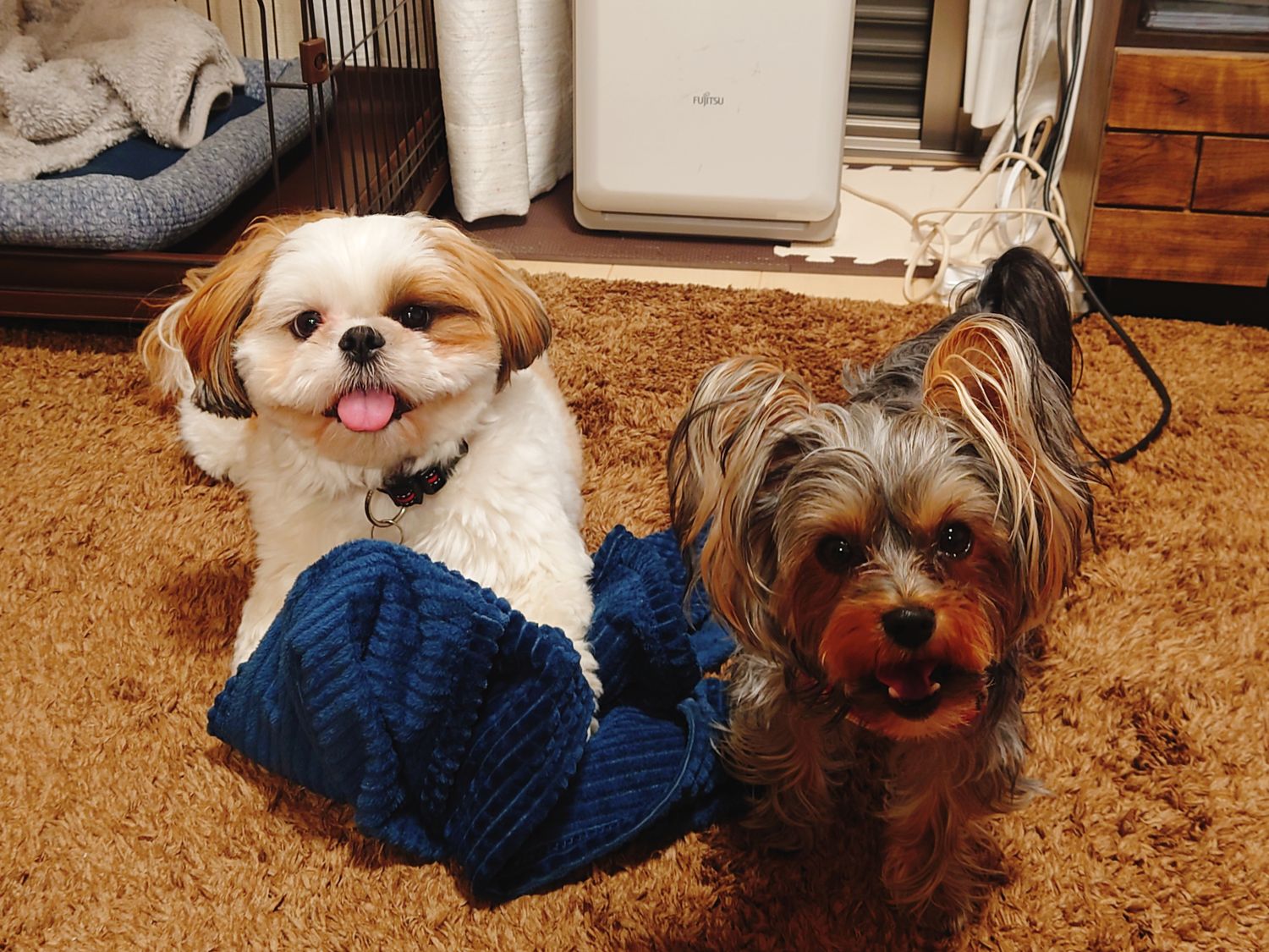 ぶんたとあんず(•ᴥ•ᐡ) banner