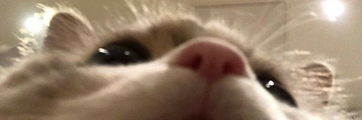 Milkkimiki's profile banner image
