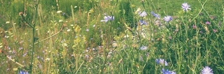 yas 🍀𓆉 banner