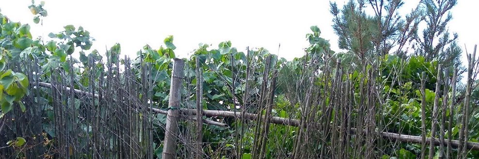 野裸記錄員 banner
