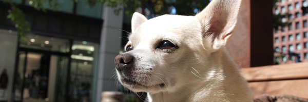 pommechi Profile Banner
