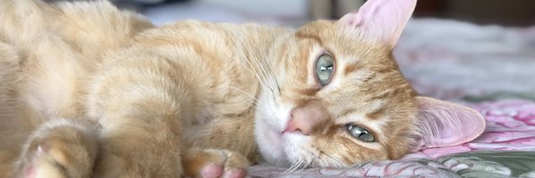 AlaskaJuarez Profile Banner