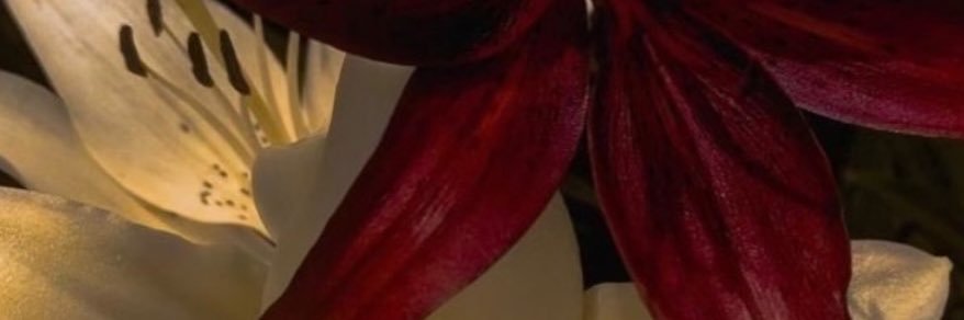 z banner