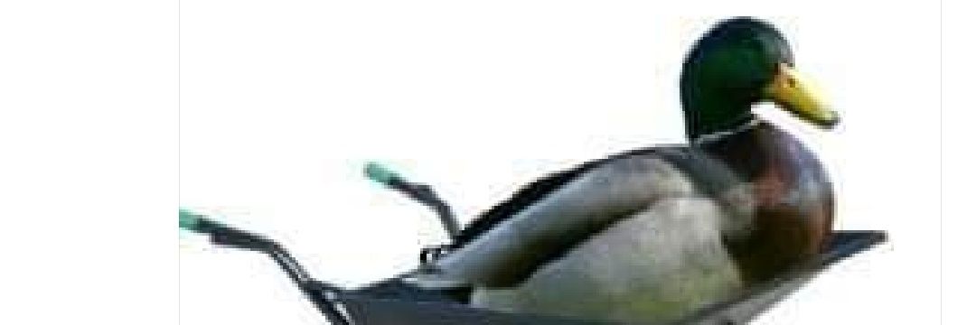 Barbara Małgorzata banner