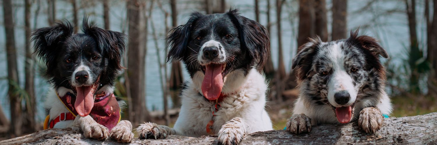 Borders In The Bayou banner
