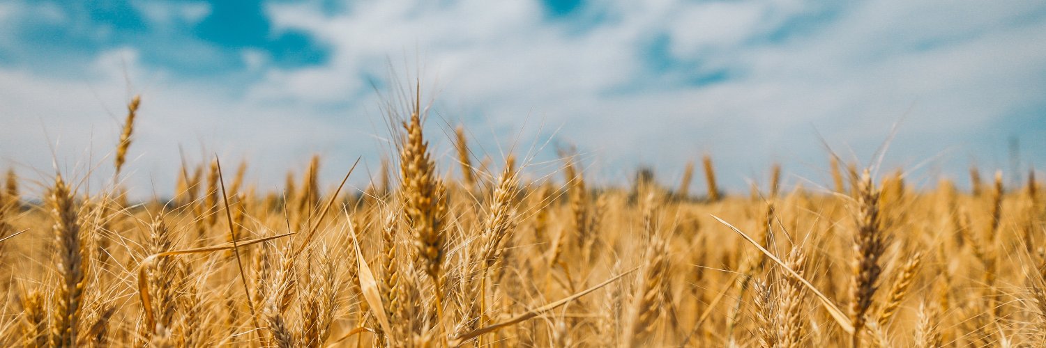 Sunflower of Peace banner