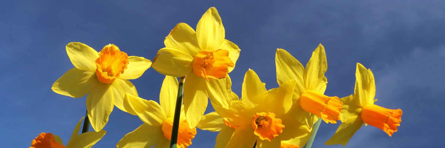 Christopher Ramsay🌻 🇮🇪 🇺🇦 🇪🇺🇬🇱's banner