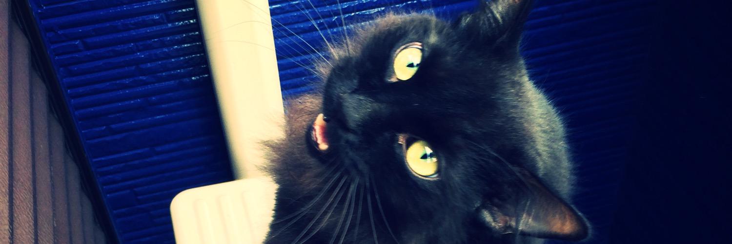 yasutaros's profile banner image