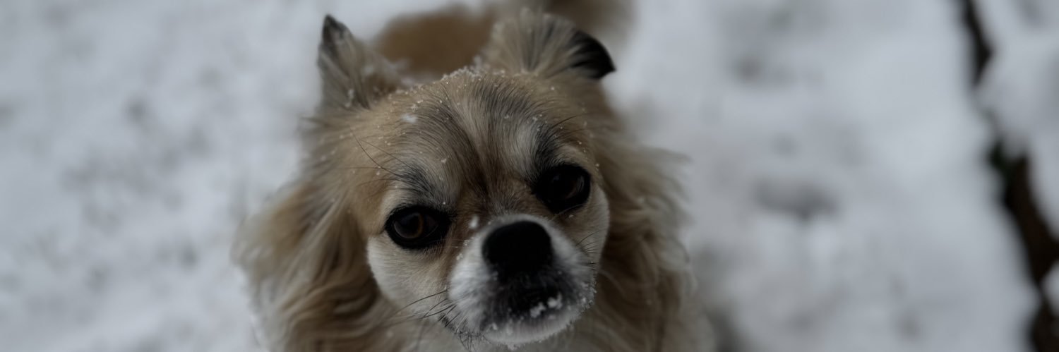 Anderson Koncki banner